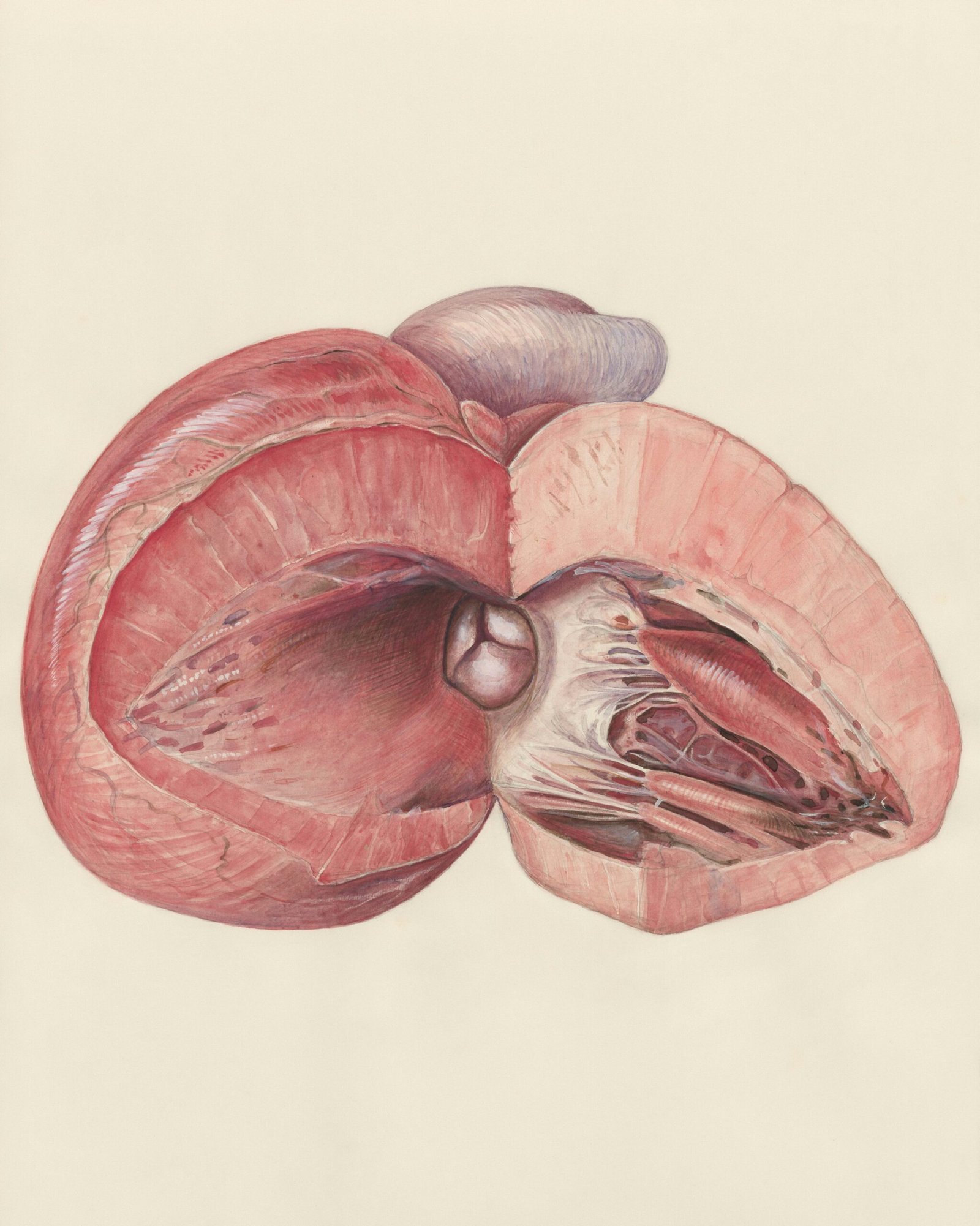 a drawing of a pink flower on a white background